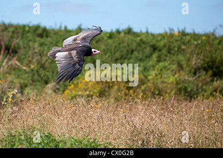 Weißköpfige Geier im Flug Stockfoto