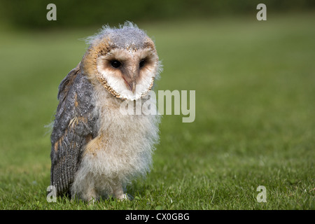 Schleiereule, 9 Wochen alt Stockfoto