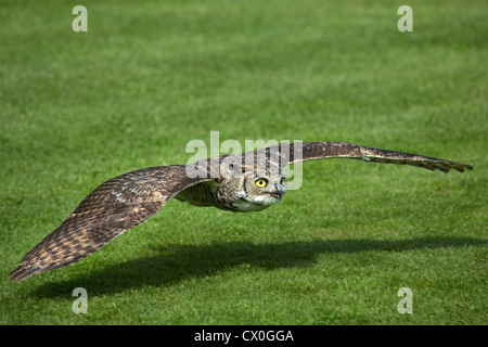 Große gehörnte Eule im Flug Stockfoto