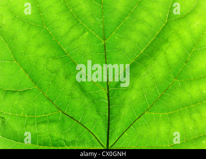 Makro von grünen Tilia Baum Blatt, von hinten angestrahlt Stockfoto