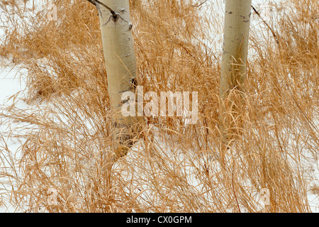 Aspen Baumstämme und toten Gräsern, Greater Sudbury, Ontario, Kanada Stockfoto