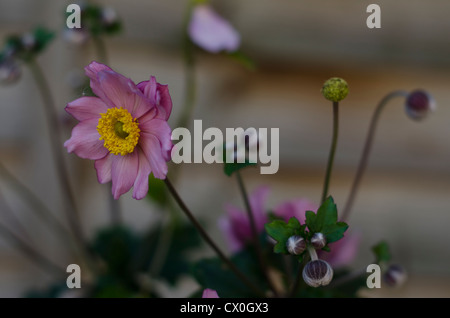 Rosa Gerbera Daisies Stockfoto