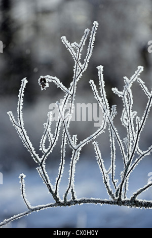 Raureif auf Ästen, Greater Sudbury, Ontario, Kanada Stockfoto