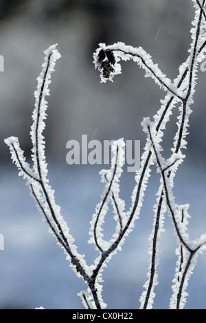 Raureif auf Ästen, Greater Sudbury, Ontario, Kanada Stockfoto