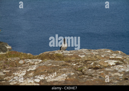 Eine junge mit Kapuze Krähe (Corvus Corone Cornix) sitzt auf einer felsigen Klippe Stockfoto