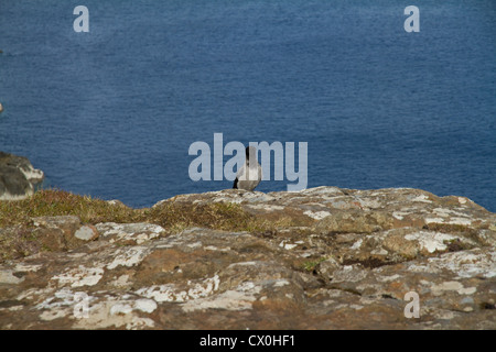 Eine junge mit Kapuze Krähe (Corvus Corone Cornix) sitzt auf einer felsigen Klippe Stockfoto