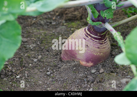 Brassica Napus Napobrassica.  Schwede wächst im Gemüsebeet Stockfoto