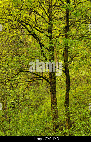 Grosses Blatt Ahorne (Acer Macrophyllum) in der Nähe von Wakeena fällt im Frühjahr, Columbia Gorge National Scenic Area, Oregon, USA Stockfoto