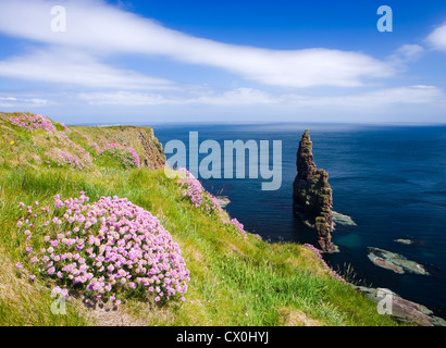 Stapel von Duncansby, in der Nähe von John o' Groats, Highland, Schottland, UK. Sparsamkeit im Vordergrund. Stockfoto