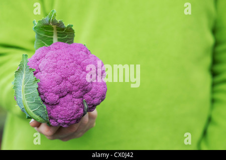 Brassica Oleracea. Gärtner halten einen lila Graffiti Blumenkohl vor einem grünen Hintergrund Stockfoto
