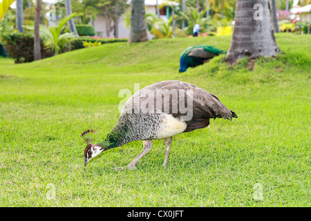 Pfau im Garten des tropischen resort Stockfoto