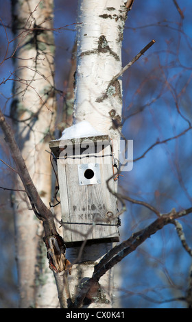 Holzvogel Nistkasten auf Birke, Finnland Stockfoto