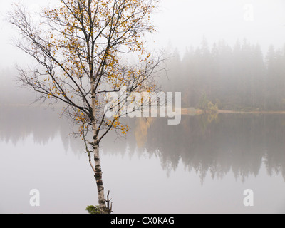 Eine einsame Birke im Spätherbst vor einem See und einem Wald im Hintergrund, fotografiert in den Wäldern von Oslo Stockfoto