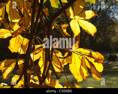 Blätter aus der Rosskastanie Baum, gelbe Herbstfärbung mit Sonne von hinten fotografiert in Oslo Norwegen Stockfoto