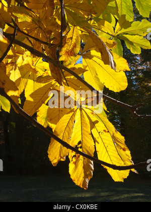 Blätter aus der Rosskastanie Baum, gelbe Herbstfärbung mit Sonne von hinten fotografiert in Oslo Norwegen Stockfoto