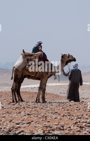 Kamel und Giza Pyramiden Kairo Reiseführer Stockfoto