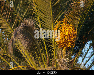 Phoenix Canariensis Kanarische Dattelpalme, hier finden ein Detail im restlichen Teil der Oasis Maspalomas, Gran Canaria Stockfoto