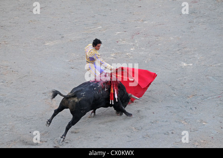 Bull Laden vorbei Matador unter roten Umhang in Corrida Stierkampf in römischen Arena Arles Frankreich fegt Stockfoto