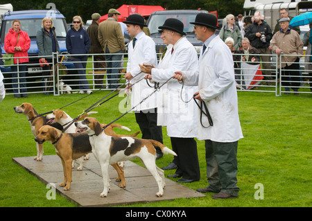 Hunde werden Rydal Sheepdog Trials and Hound Show, Rydal Hall, zeigte in der Nähe von Ambleside, Lake District, Cumbria, England, UK Stockfoto