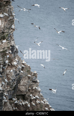 Schottische Festland Zucht Tölpelkolonie, Fraserburgh. Aberdeenshire. Grampian Schottland.  SCO 8405 Stockfoto