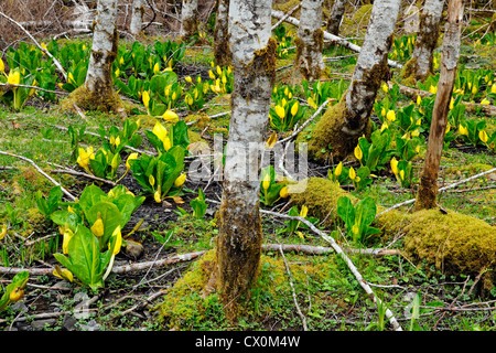 Western Skunk Cabbage (Lysichiton Americanus) in einem roten Erle Hain, Olympic National Park (Sol Duc Einheit), Washington, USA Stockfoto