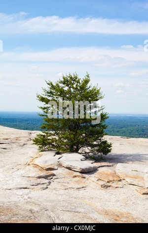 Eine einsame Kiefer scheint auf dem Gipfel des Stone Mountain, Georgia aus dem Granitfelsen wachsen. Stockfoto