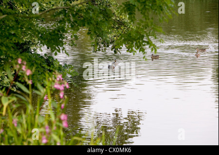 Enten auf dem Wasser bei Yalding, Kent, England, UK Stockfoto