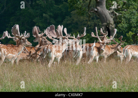 Damwild [Dama Dama] Herde Böcke mit neuen Geweih wächst und mit Samt überzogen. Sussex, UK. Juli Stockfoto