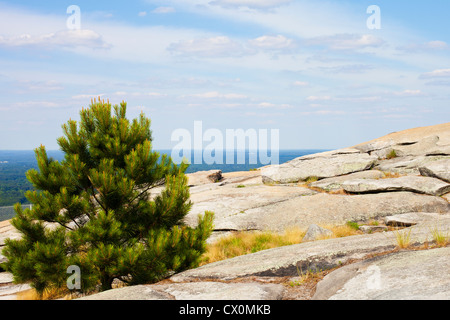 Eine einsame Kiefer scheint auf dem Gipfel des Stone Mountain, Georgia aus dem Granitfelsen wachsen. Stockfoto