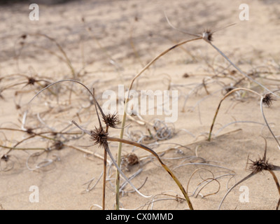 Dünen de Maspalomas ist ein Naturschutzgebiet mitten im Ferienort auf Gran Canaria, einige Pflanzen mit der Dürre bewältigen Stockfoto