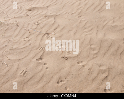 Detail in der Wüste von Maspalomas in Gran Canaria - Kaninchen Pfotenabdrücken Stockfoto