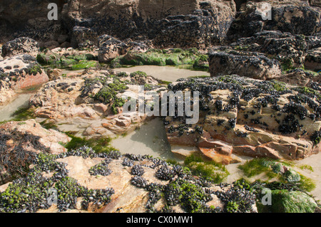 Blick auf die Felsformationen, Fels-Pools und Miesmuscheln (Mytilus Edulis) auf Dünenwanderungen Strand bei Ebbe. Perranporth. Cornwall, England, Vereinigtes Königreich Stockfoto