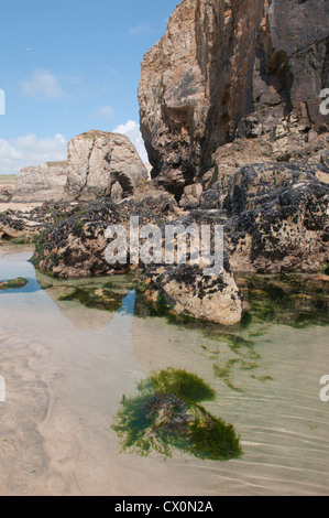 Blick auf die Felsformationen, Fels-Pools und Miesmuscheln (Mytilus Edulis) auf Dünenwanderungen Strand bei Ebbe. Perranporth. Cornwall, England, Vereinigtes Königreich Stockfoto