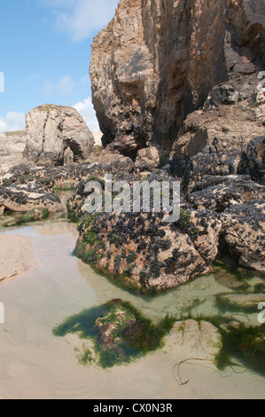 Blick auf die Felsformationen, Fels-Pools und Miesmuscheln (Mytilus Edulis) auf Dünenwanderungen Strand bei Ebbe. Perranporth. Cornwall, England, Vereinigtes Königreich Stockfoto