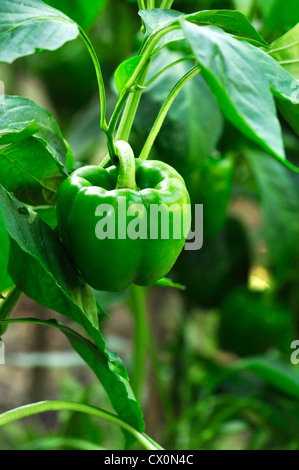 Grüne Paprika wachsen im Garten. Paprika ist Reifung auf dem gemüsebeet