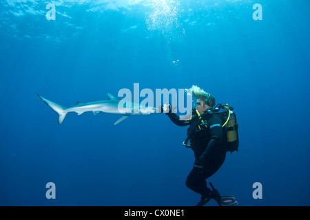 Köder Tauchgang mit einem blau-Hai vor der Küste Cape Town, Südafrika Stockfoto