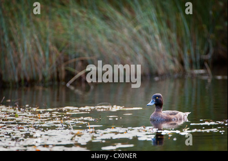 Eine junge Goldeneye an einem See schwimmen. Stockfoto