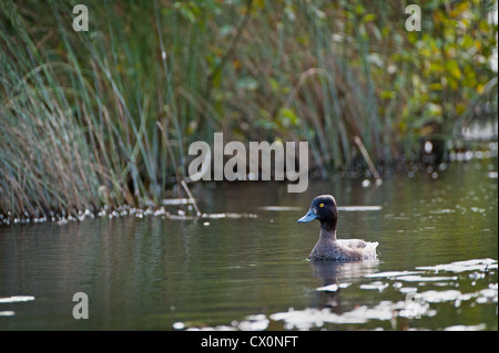 Eine junge Goldeneye an einem See schwimmen. Stockfoto