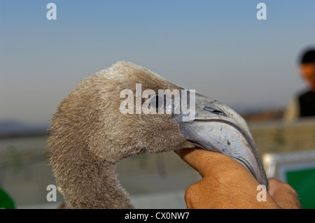 Fuente de Piedra Lagune, Ringe und nehmen Maßnahmen der Rosaflamingo (Phoenicopterus Ruber), Málaga Provinz Stockfoto