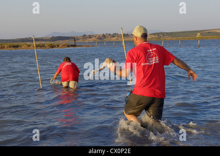 Lagune Fuente de Piedra, Release Flamingos nach Ringe und, Rosaflamingo (Phoenicopterus Ruber misst) Stockfoto