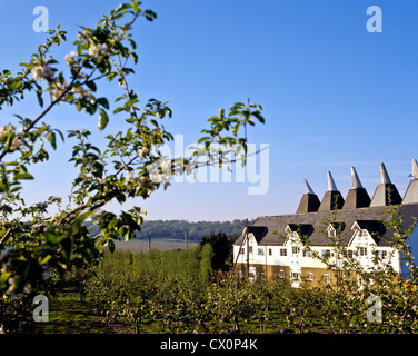 8249. Oast Houses & Apple Blossom, Kent, England, Europa Stockfoto