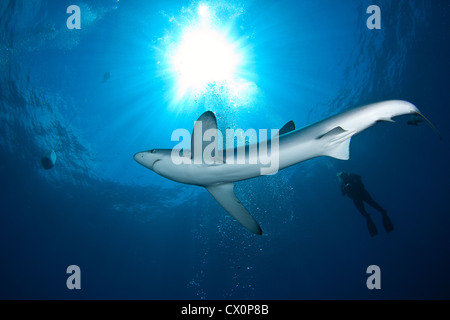 Köder Tauchgang mit einem blau-Hai vor der Küste Cape Town, Südafrika Stockfoto