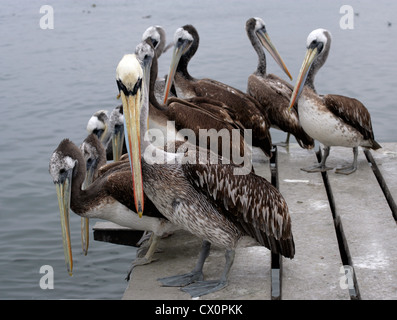 Braune Pelikane (Pelecanus Occidentalis) ruhen, Coquimbo, Chile Stockfoto