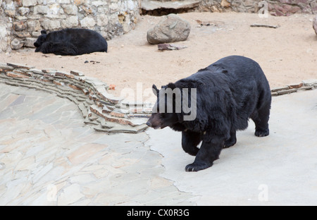 Ussuri Whitechest (Himalaya) Bär im Zoo Moskau, Russland. Asiatische Schwarzbären, Ursus thibetanus Stockfoto