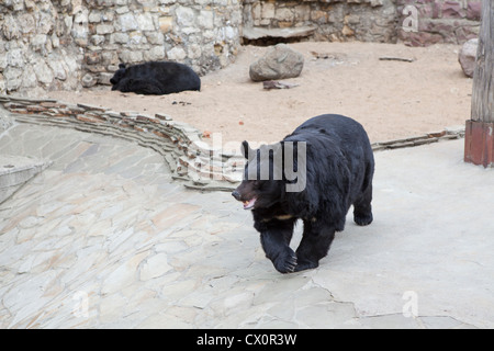 Ussuri Whitechest (Himalaya) Bär im Zoo Moskau, Russland. Asiatische Schwarzbären, Ursus thibetanus Stockfoto