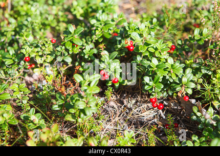 Rote Preiselbeere (Preiselbeeren) am Zweig. Hautnah. Vaccinium Vitis-Idaea ist ein kurzer immergrüner Strauch Stockfoto