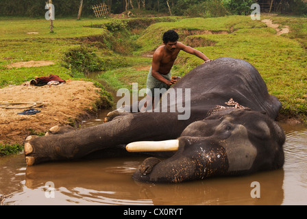 Elk201-3702 Indien, Kerala, Periyar Kumily, Mahout Elefanten waschen Stockfoto