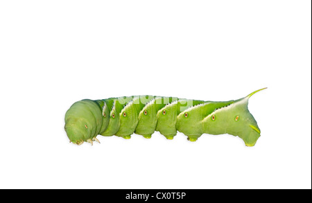 Tabak-Hornworm (Manduca Sexta) Stockfoto