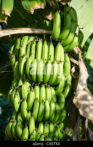 Cluster-Reihe von Unreife grüne Bananen wachsen am Baum auf den Kopf gestellt Stockfoto