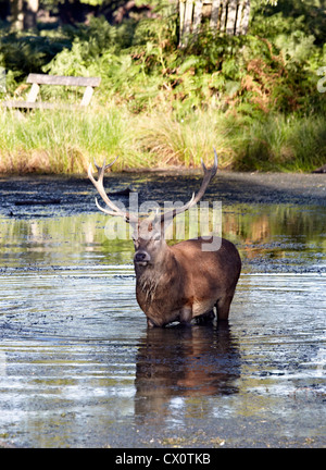 Hirsch In einem Teich Richmond Park UK Stockfoto